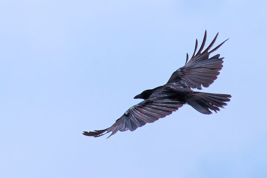 Rabe im Flug