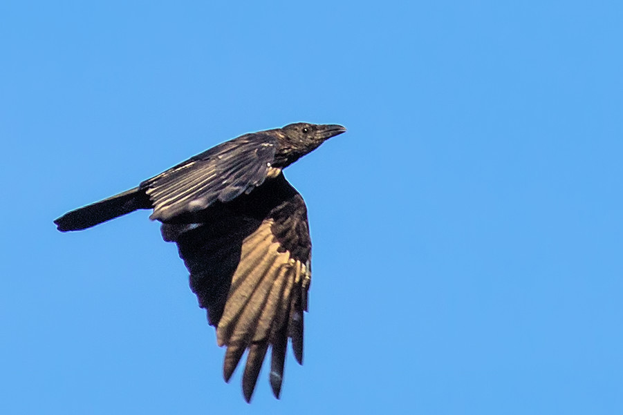 Rabe im Flug