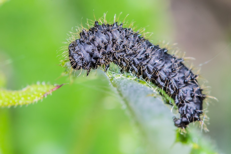schwarze Raupe