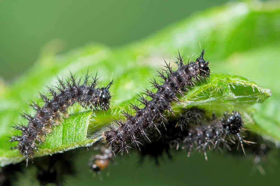 Raupe des Tagpfauenauge Schmetterlings