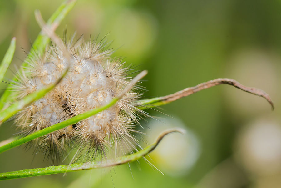 Stachelige Raupe