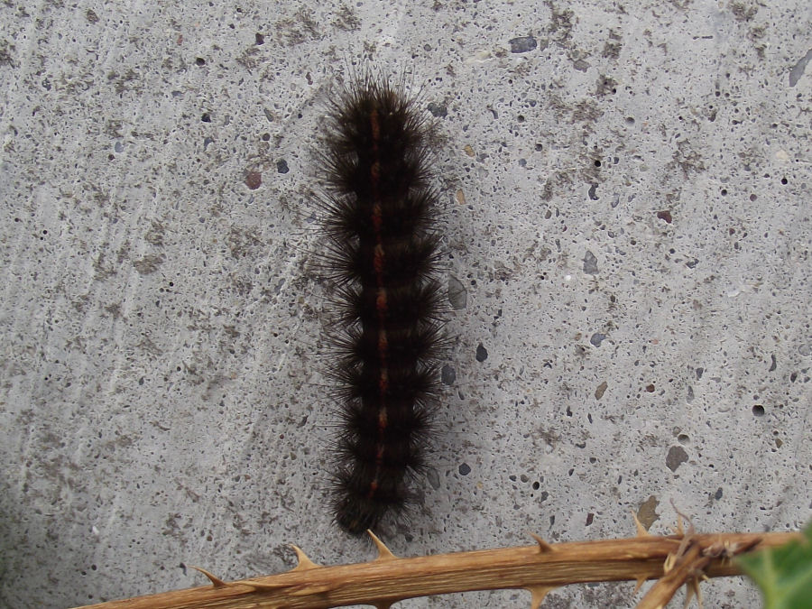 Raupe
