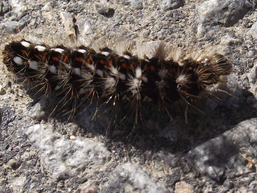 Raupe