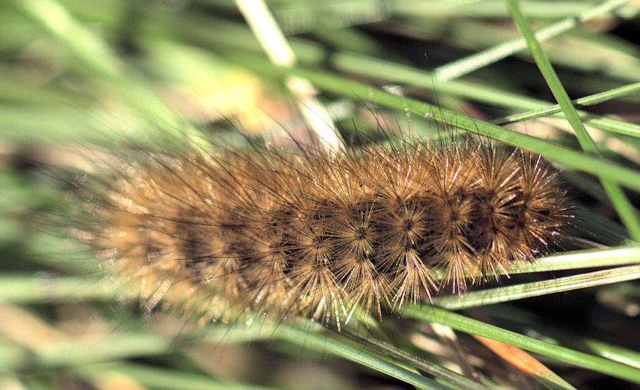 Raupe