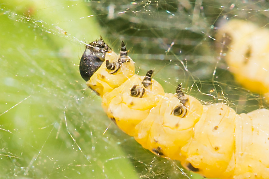 Raupe der Gespinstmotte
