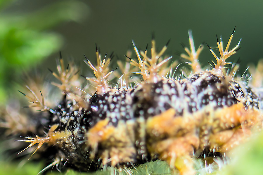 Raupe des Landkärtchens