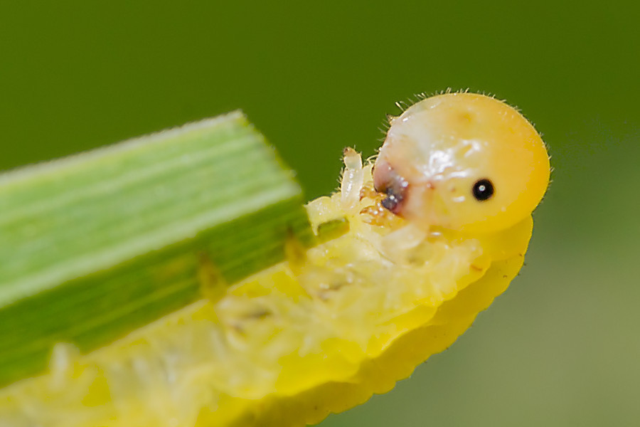 kleine gelbe Raupe