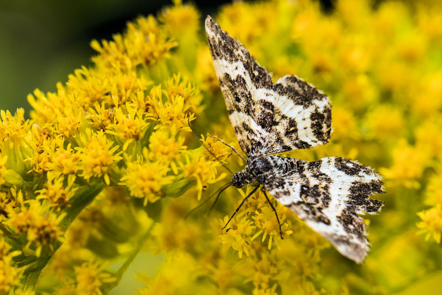 Schmetterling