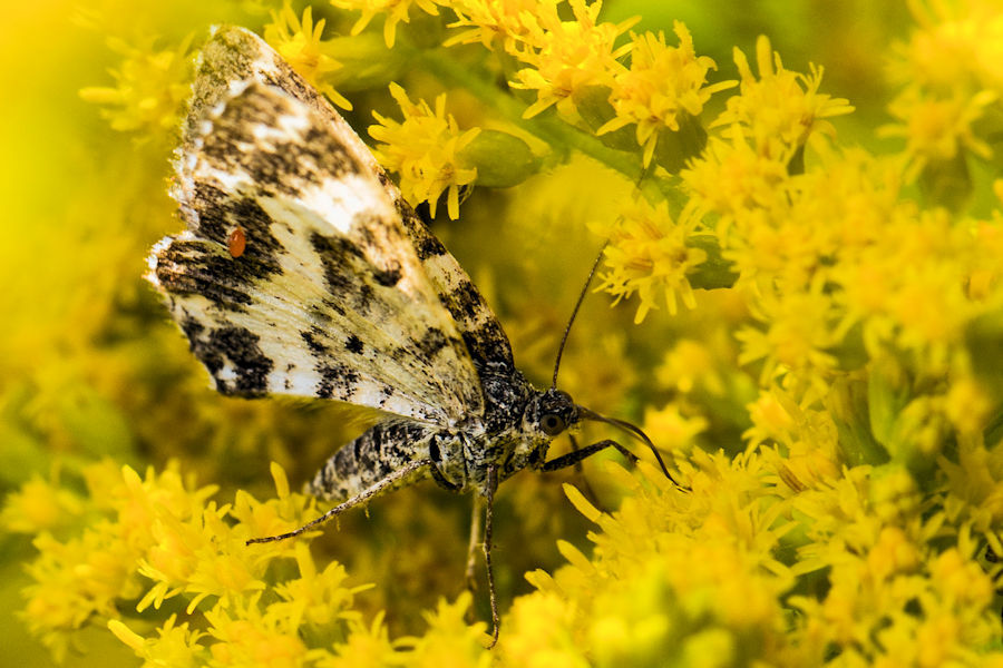 Schmetterling