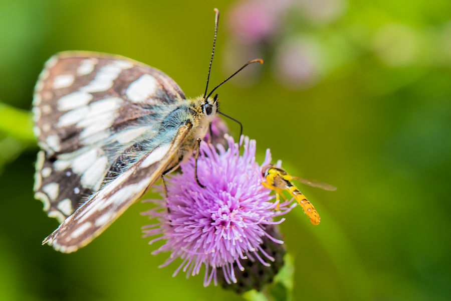 Schachbrettfalter und Schwebefliege auf einer Diestelblüte
