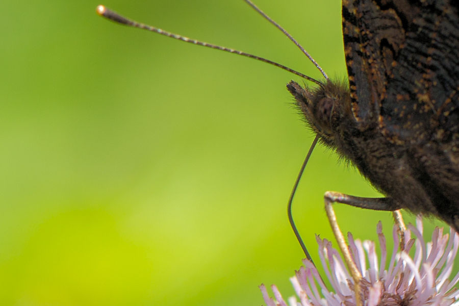 Tagpfauenauge Schmetterling