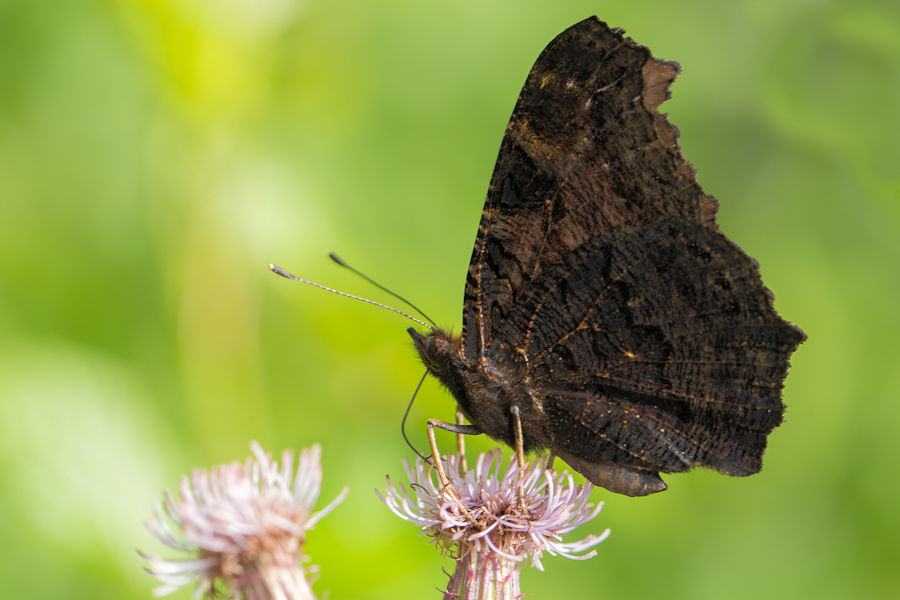 Tagpfauenauge Schmetterling