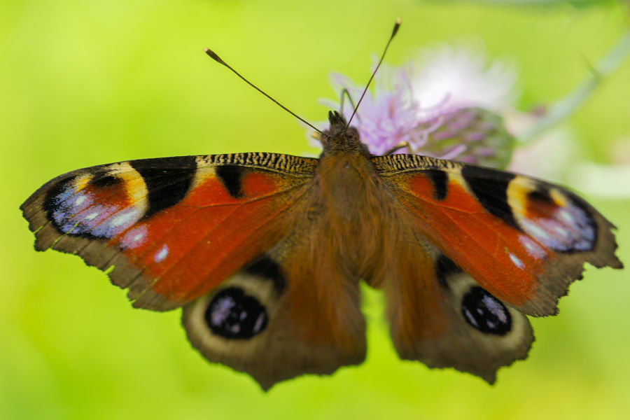 Tagpfauenauge Schmetterling
