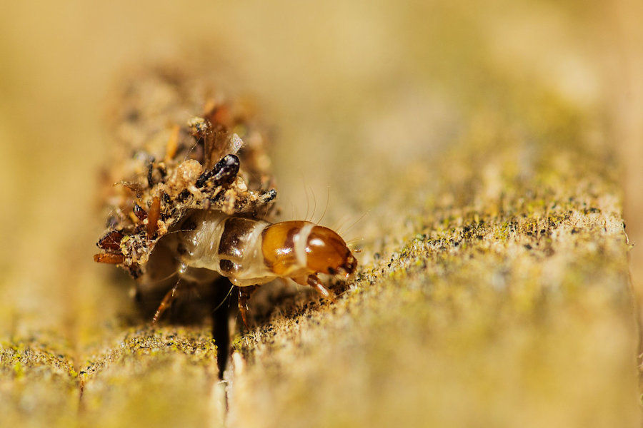 Larve einer Motte aus der Familie Echte Sackträger Psychidä ein kleines getarntes Tier