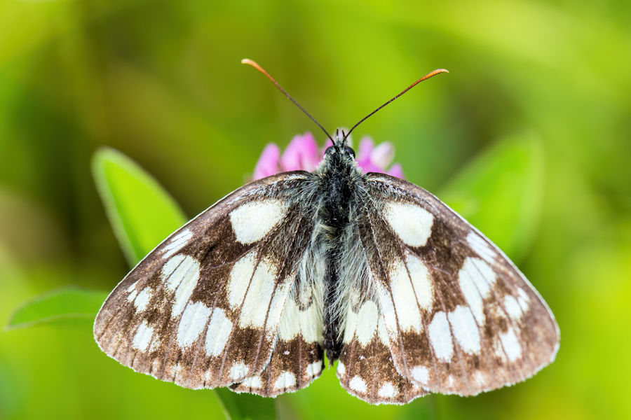 Schachbrettfalter