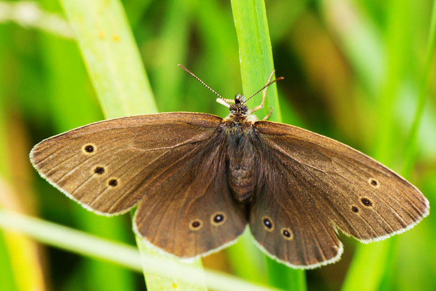 Schmetterling Brauner Waldvogel