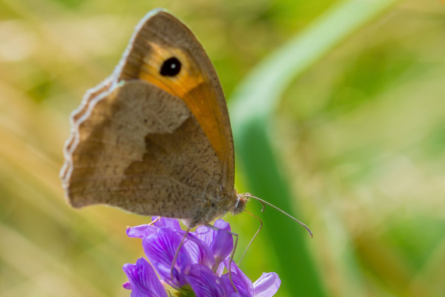 Schmetterling Grosses Ochsenauge