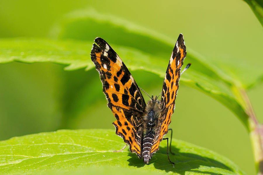 Distelfalter