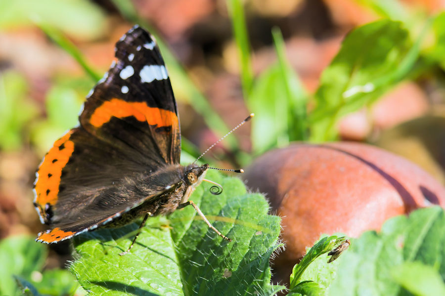 Schmetterling