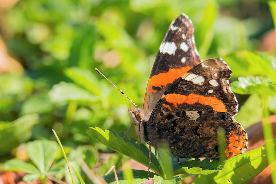 Schmetterling