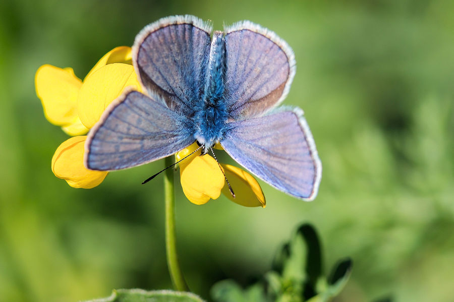 Schmetterling