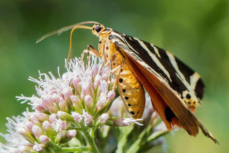 Schmetterling Bärenspinner Russischer Bär