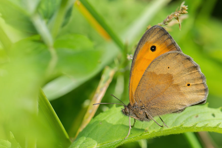 Schmetterling Großes Ochsenauge