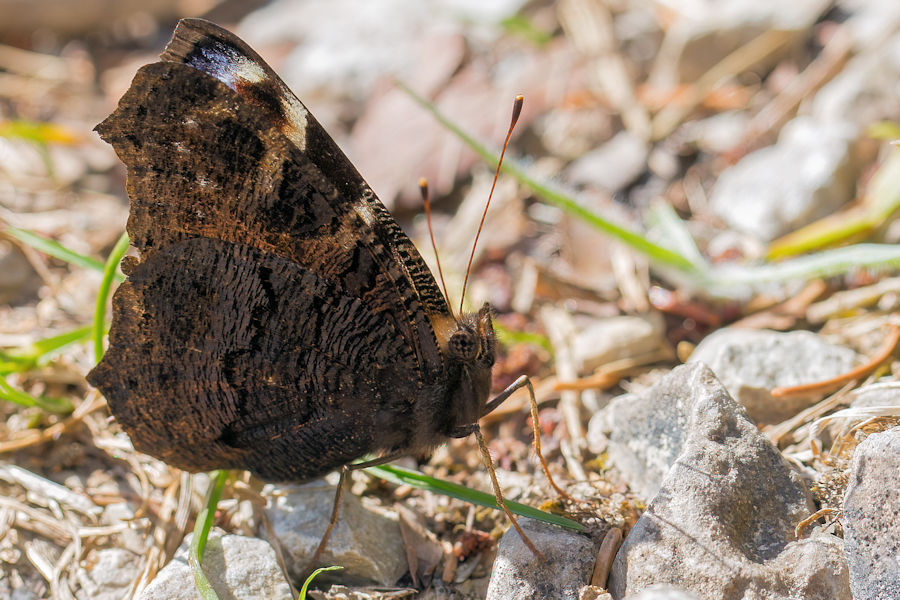 Schmetterling Pfauenauge