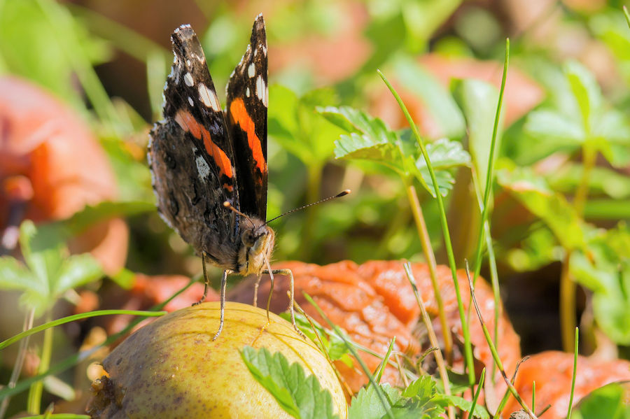 Schmetterling auf einer Birne