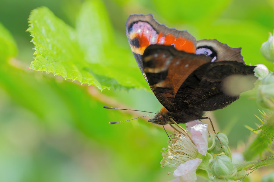 Tagpfaünauge Schmetterling