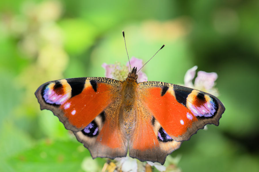 Tagpfaünauge Schmetterling