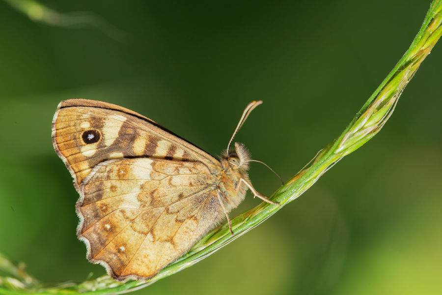 Waldbrettspiel Schmetterling