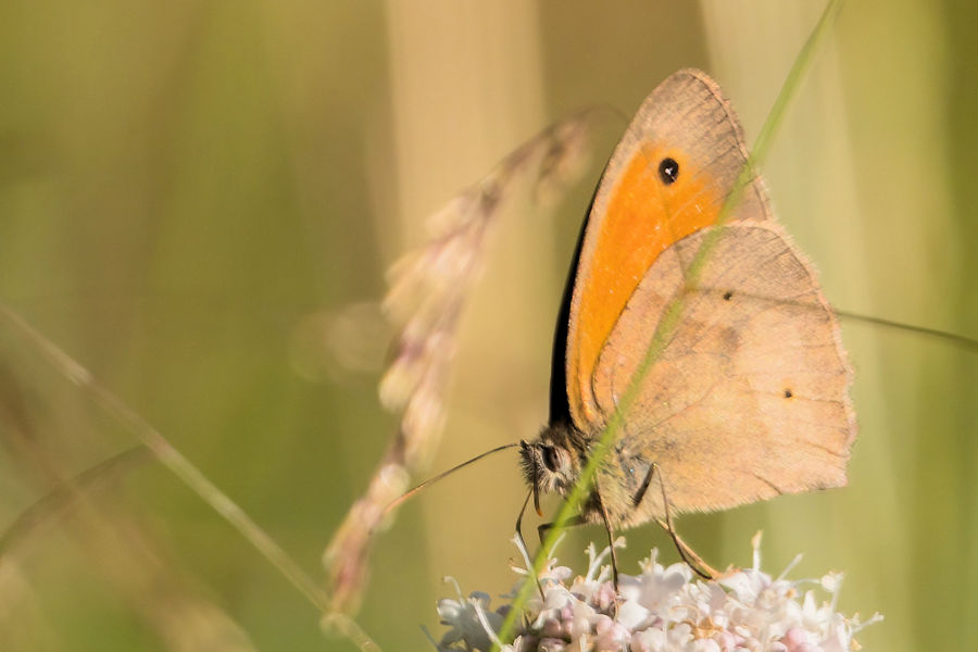 Ochsenauge Schmetterling
