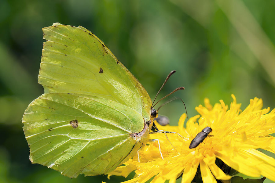 Zitronenfalter auf einer Löwenzahnblüte