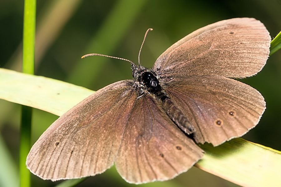 Brauner Waldvogel