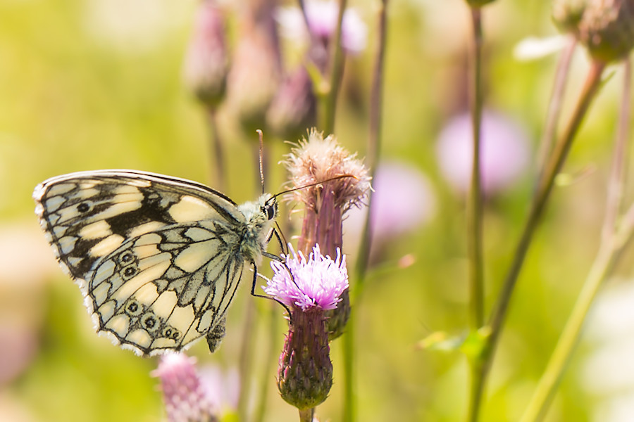 Schachbrett Schmetterling
