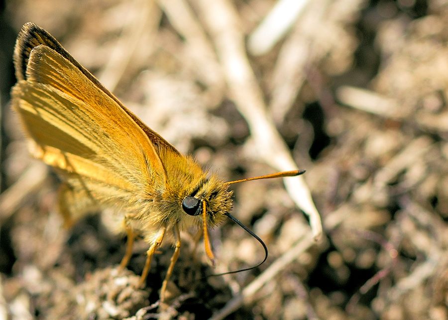Schmetterling
