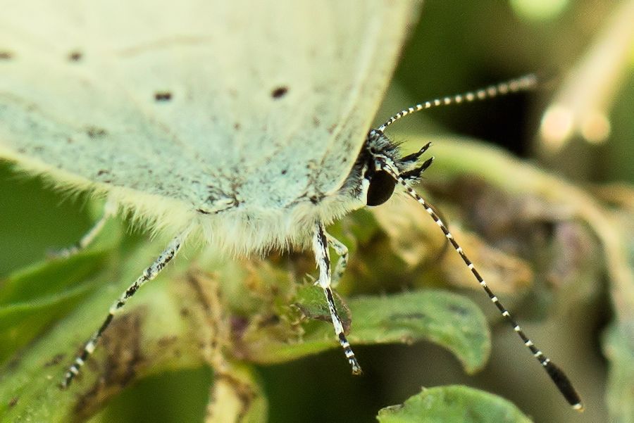 Schmetterling