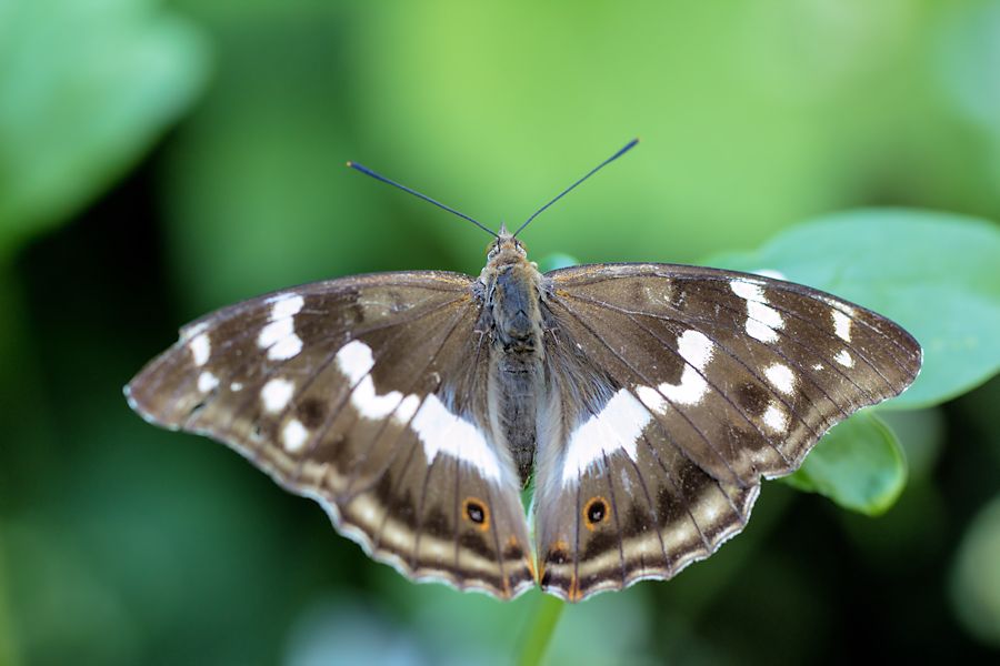 Schmetterling