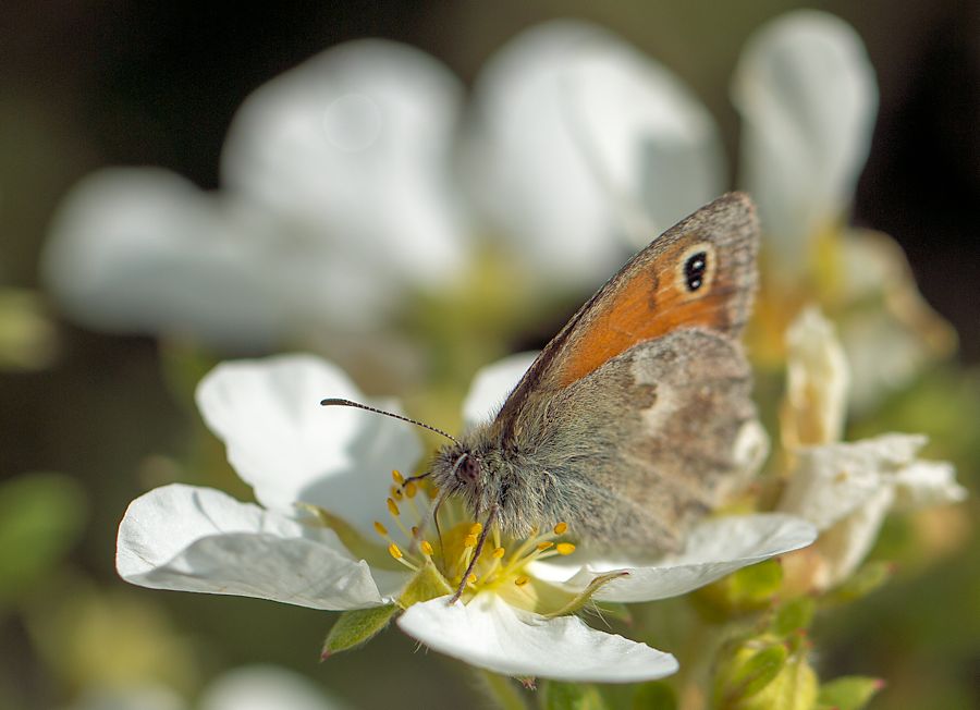 Schmetterling