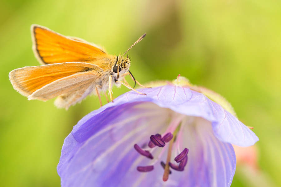Schmetterling