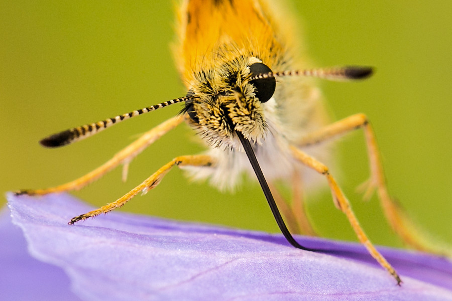 Schmetterling