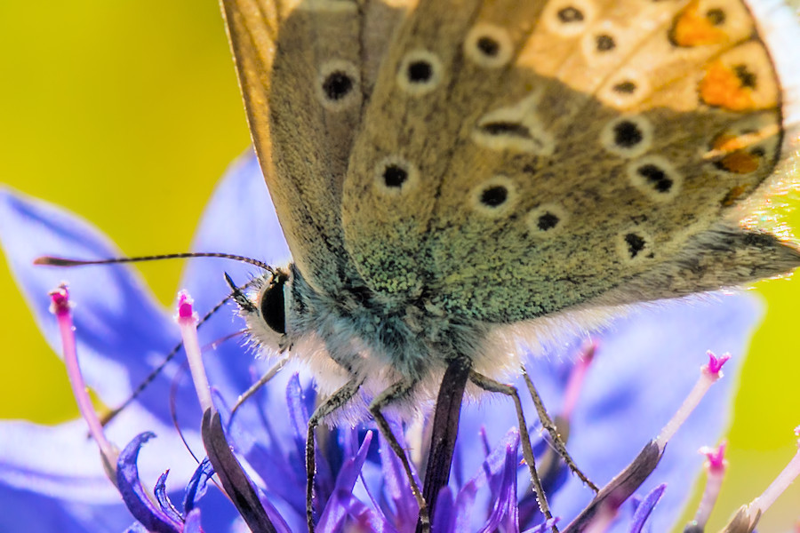 Schmetterling
