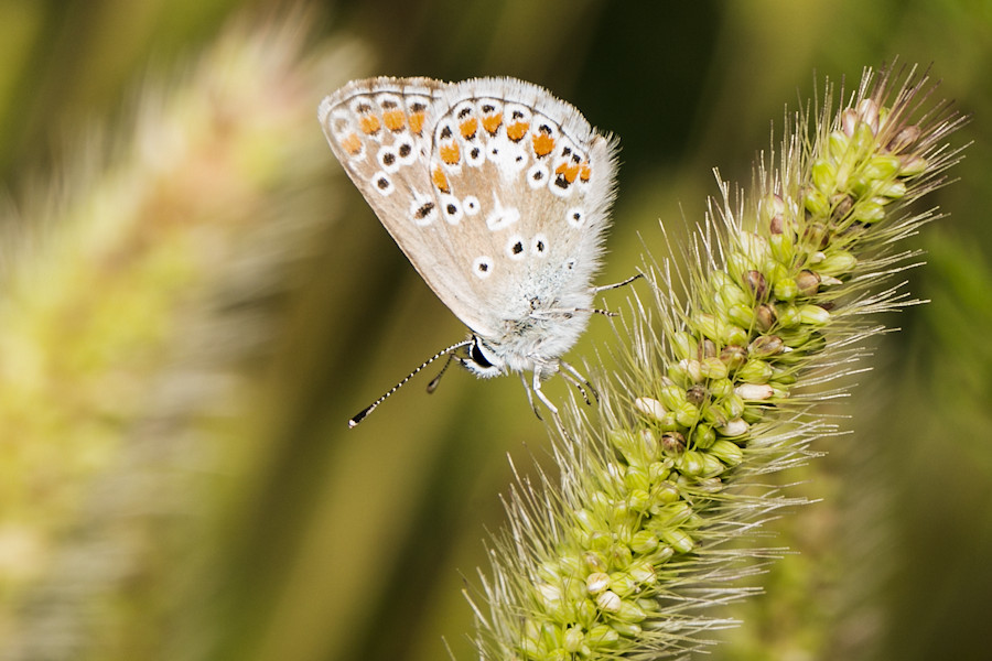Schmetterling