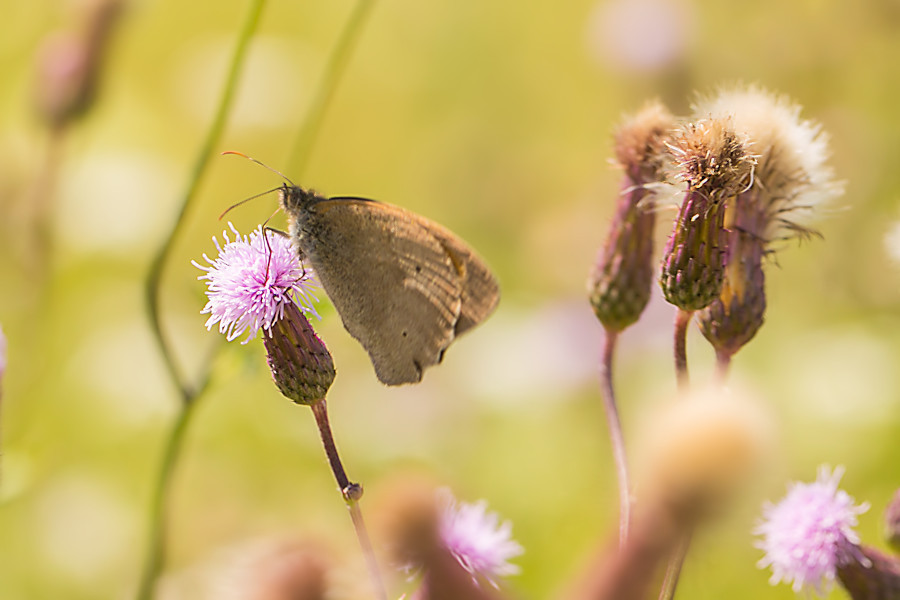 Schmetterling