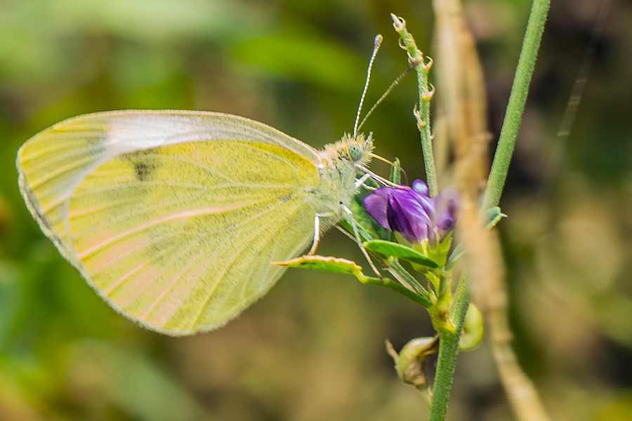 Schmetterling