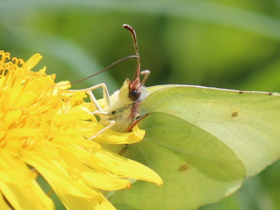 Schmetterling