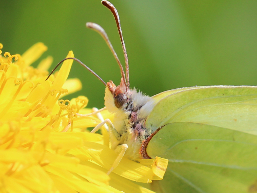 Schmetterling