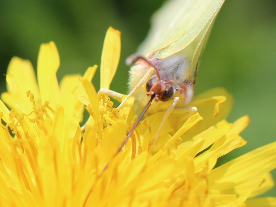 Schmetterling