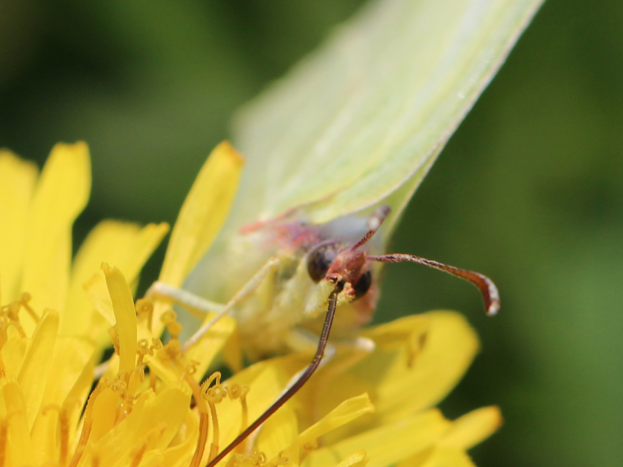Schmetterling